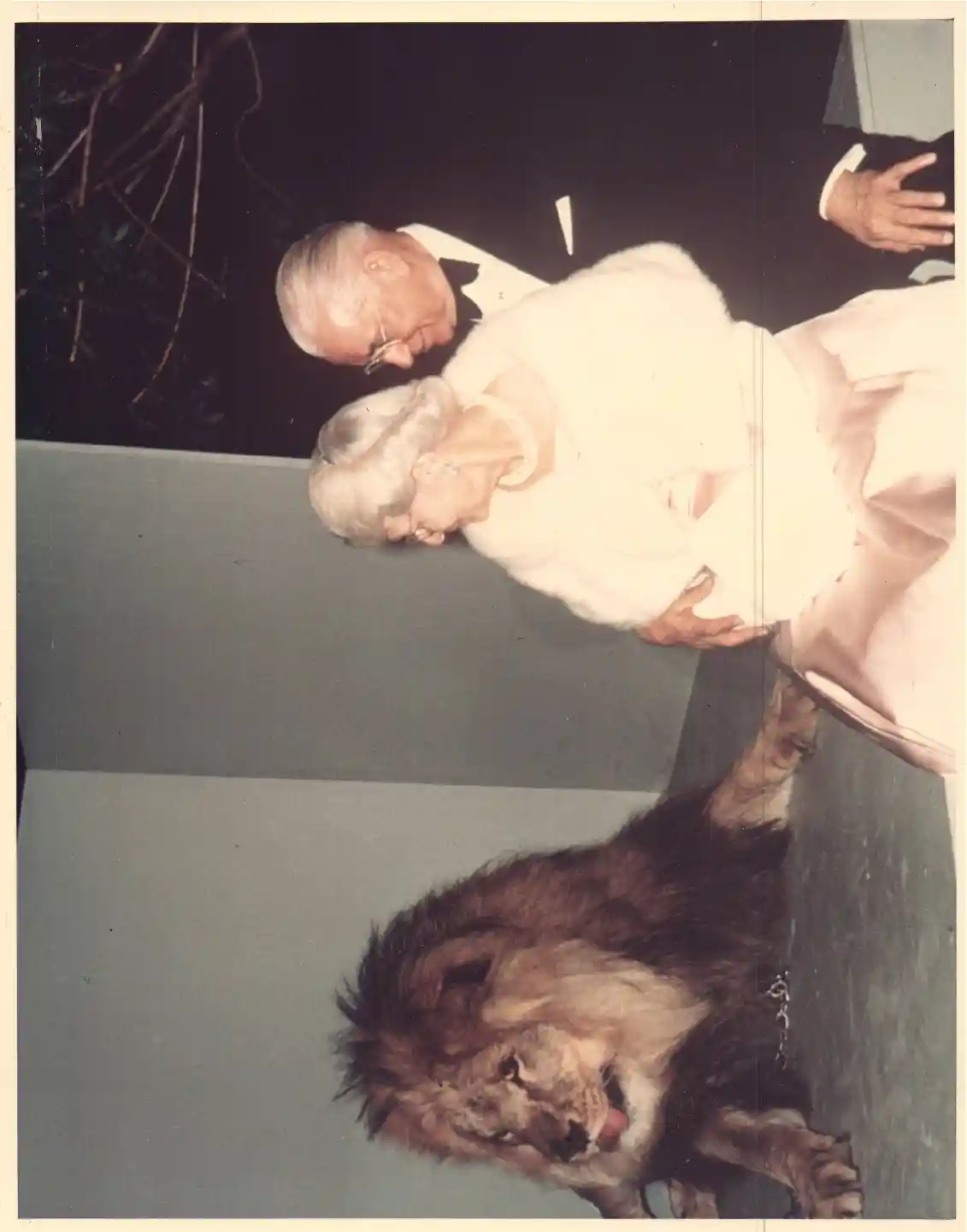 HWA & Loma with Clarence the cross eyed lion Jan 1967